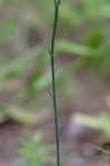 Procession flower